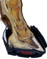 Cavallo Simple (pair)