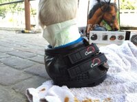 Cavallo Simple (pair)