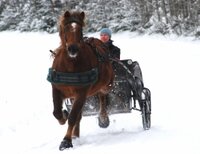 Cavallo Simple (pair)