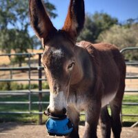 CAVALLO  LEB TEST / RENTAL