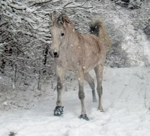 EQUINE FUSION ALL TERRAIN