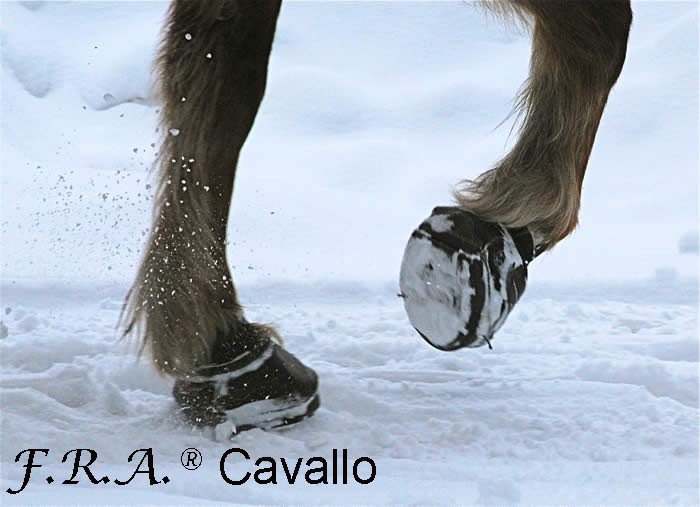 CAVALLO STUDS WITH KEY