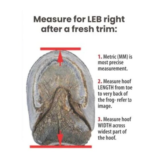 Cavallo LEB - Long Ear Boot - Turquoise