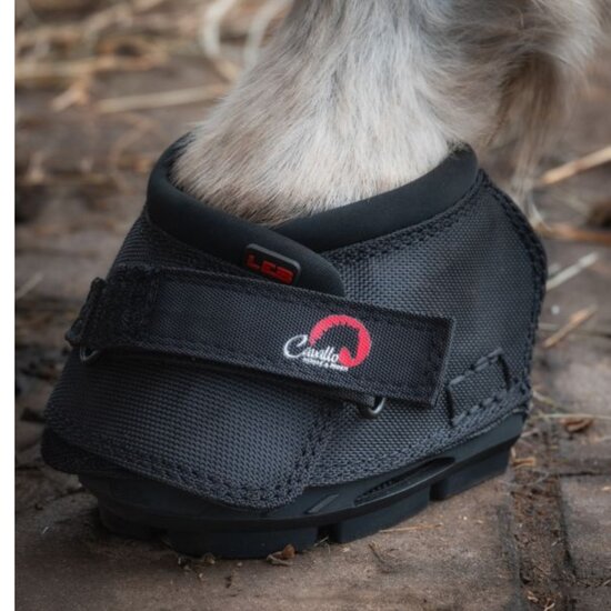 CAVALLO  LEB TEST / RENTAL