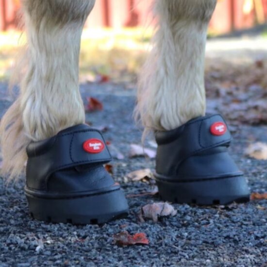 EASYBOOT MINI TEST / RENTAL