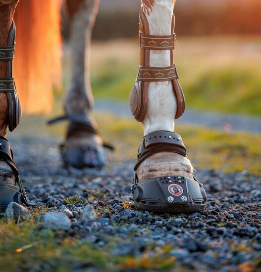  EQUINE FUSION TRAILBLAZER TEST / RENT