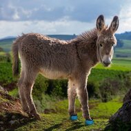 CAVALLO  LEB TEST / RENTAL